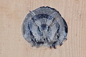 Evil Looking Western Screech-Owl Peering Out From a Nesting Box