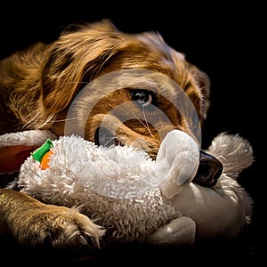 Evil puppy with toy