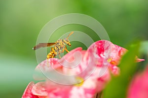 The evil wasp sitting on a pink flower