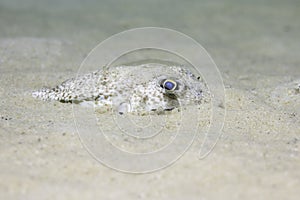 An Evileye pufferfish hiding in the sand