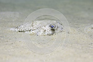 An Evileye pufferfish hiding in the sand photo