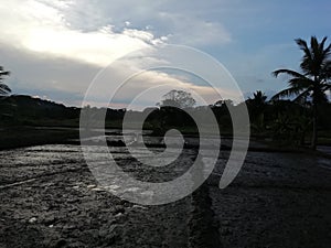 Evining with dark clouds and paddy field