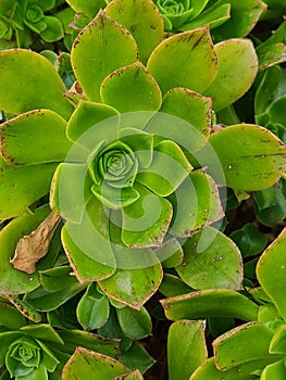 close-up of Eonius (aeonium hierrense) photo