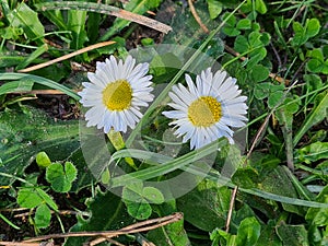 close-up of Autumn daisy or daisy (Bellis sylvestris) photo