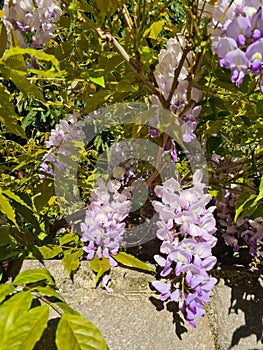 close-up of Common Wisteria (Wisteria sinensis) photo