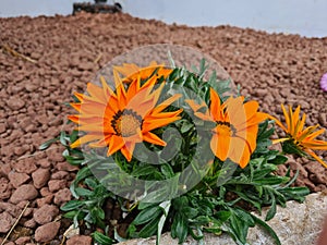 orange flower known as Creeping Gazania or Gazania (Gazania rigens) photo