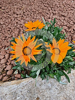 fiore arancione conosciuto come Gazania strisciante o Gazania (Gazania rigens) photo