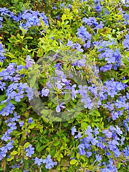 close-up of Piombaggine or Blue Jasmine or Blue Geranium (Plumbago auriculata)