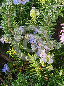 close-up of Piombaggine or Blue Jasmine or Blue Geranium (Plumbago auriculata) photo