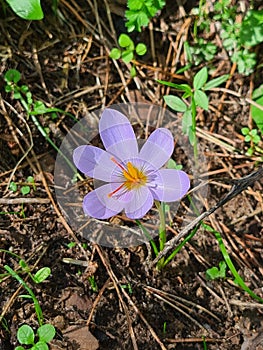 purple flower known as Saffron of the Riviera or Mottled Crocus (Crocus versicolor) photo