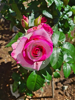 Closeup of Rosa Rosa cinese o Rosa chinensis photo