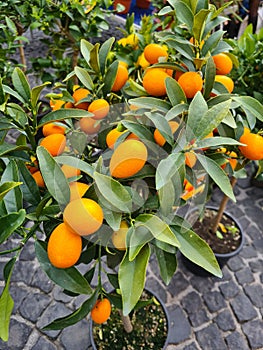 small mandarin tree photo