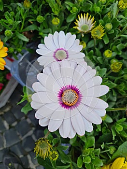 white flower known as Cape daisy (Osteospermum ecklonis) photo