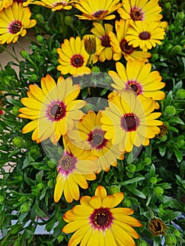 yellow flower known as Cape daisy (Osteospermum ecklonis) photo