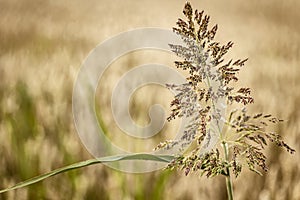 Evocative Detail of Countryside Nature