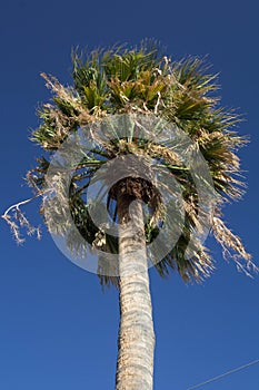 Crown of a palm tree under a blue sky