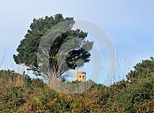 Crown of maritime pine