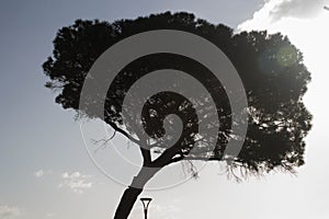 Crown of maritime pine