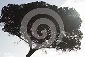 Crown of maritime pine