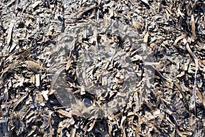Texture of dry seaweed on a beach