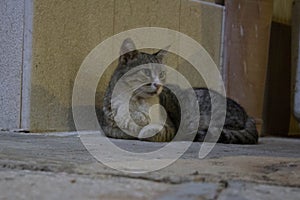 Stray cat immobile