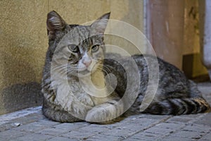 Stray cat immobile