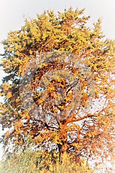 Evocative image of a leafless tree in the first light of dawn