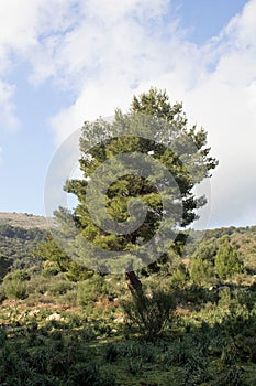 Maritime pine in the Mediterranean scrub
