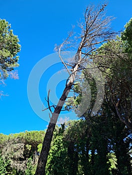 tree trunks silhouetted against a blue sky