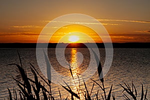 Evocative sunset over an Italian lake, the vegetation on the foreground, silhouetted against the light