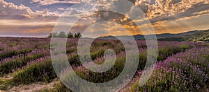 Evocative sunset over lavender field landscape