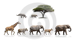 Evolution of African Animals - Size Comparison