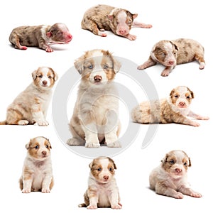 Evolution of an Australian shepherd puppy, 1 days to 2 months old