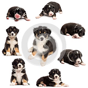 Evolution of an Australian shepherd puppy, 1 days to 2 months old