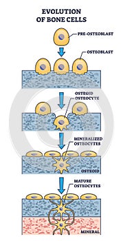 Evolution of bone cells with osteogenesis process explanation outline diagram