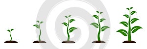 Evolution concept. Phases plant growing. Seeds sprout in ground. Planting tree infographic. Sprout, plant, tree growing