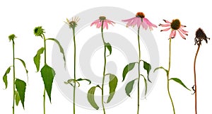 Evolution of Echinacea purpurea flower isolated