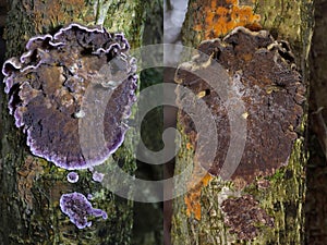 The evolution of the fungus Chondrostereum purpureum photographed 2 months apart.It is parasitized by Cladobotryum stereoicola