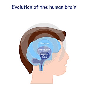 Evolution of the human brain. From Reptilian brain to Limbic system and Neocortex photo