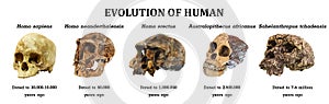 Evolution of human skull Sahelanthropus tchadensis . Australopithecus africanus . erectus . neanderthalensis . sa