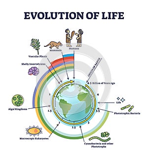 Evolution of life with round timeline for living development outline diagram