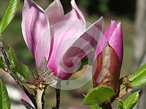 Evolution Magnolia Flower