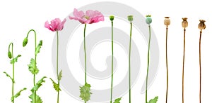 Evolution of Opium poppy isolated on white