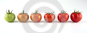 Evolution of red tomato
