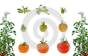 Evolution of red tomato isolated