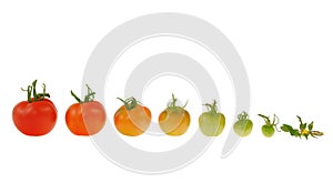 Evolution of red tomato isolated on white backgrou