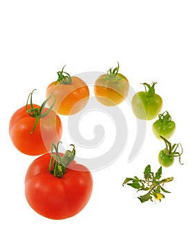 Evolution of red tomato isolated on white backgrou