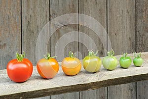 Evolution of red tomato - maturing process of the fruit