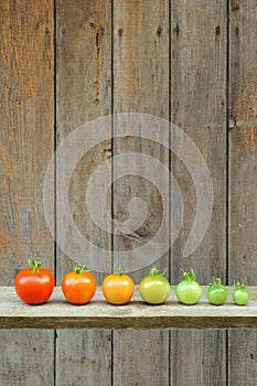 Evolution of red tomato - maturing process of the fruit