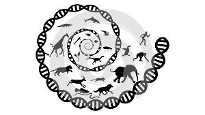 Evolution of species illustration
